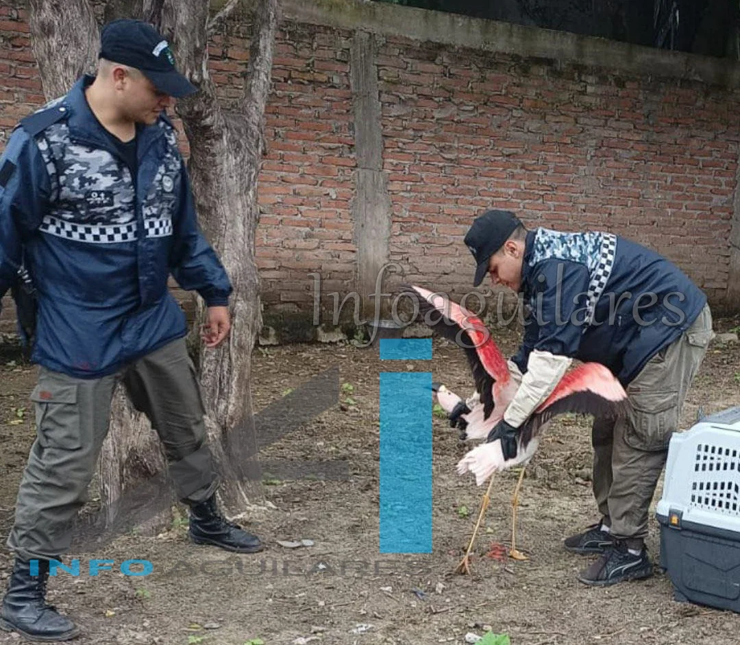 656185787_1408968337935806_4147982697406301360_n