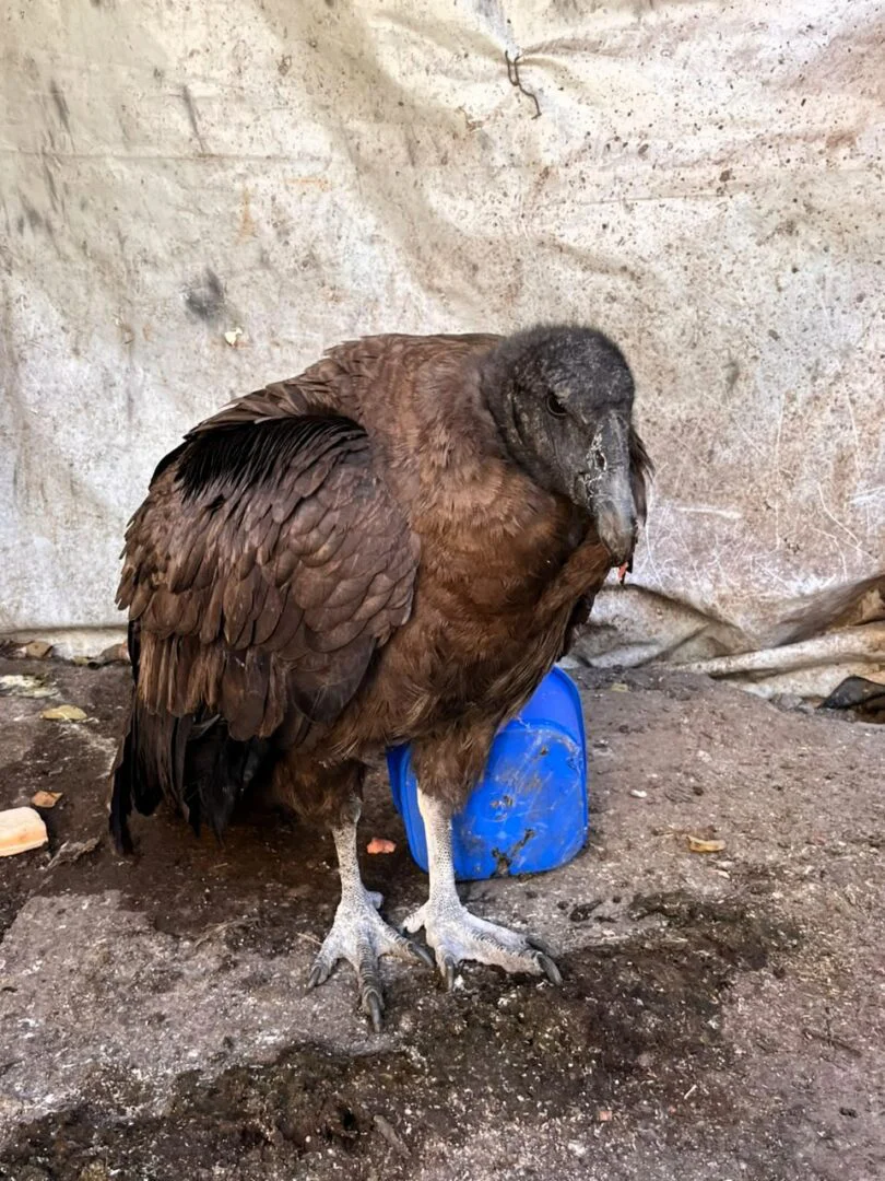 ASISTIMOS-A-UN-CONDOR-ANDINO-CAIDO-EN-CHUSCHA-4