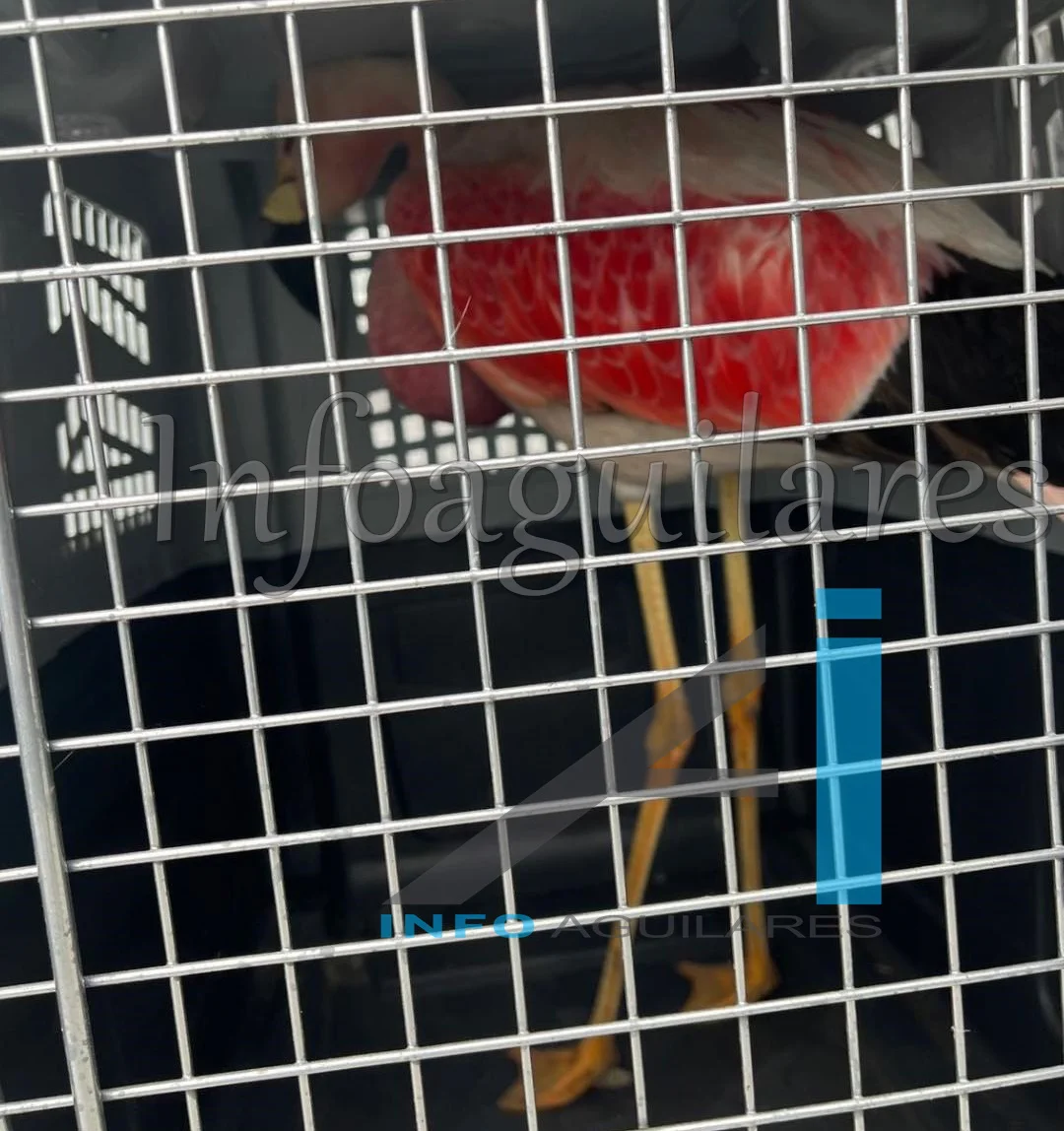 655713115_1408968341269139_8985366227927946963_n