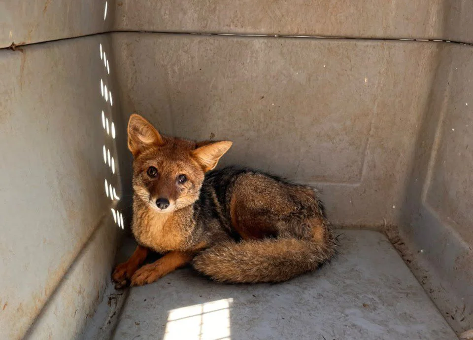 LIBERAMOS-AL-ZORRO-GRIS-QUE-FUE-ENCONTRADO-HERIDO-EN-AGUILARES-1